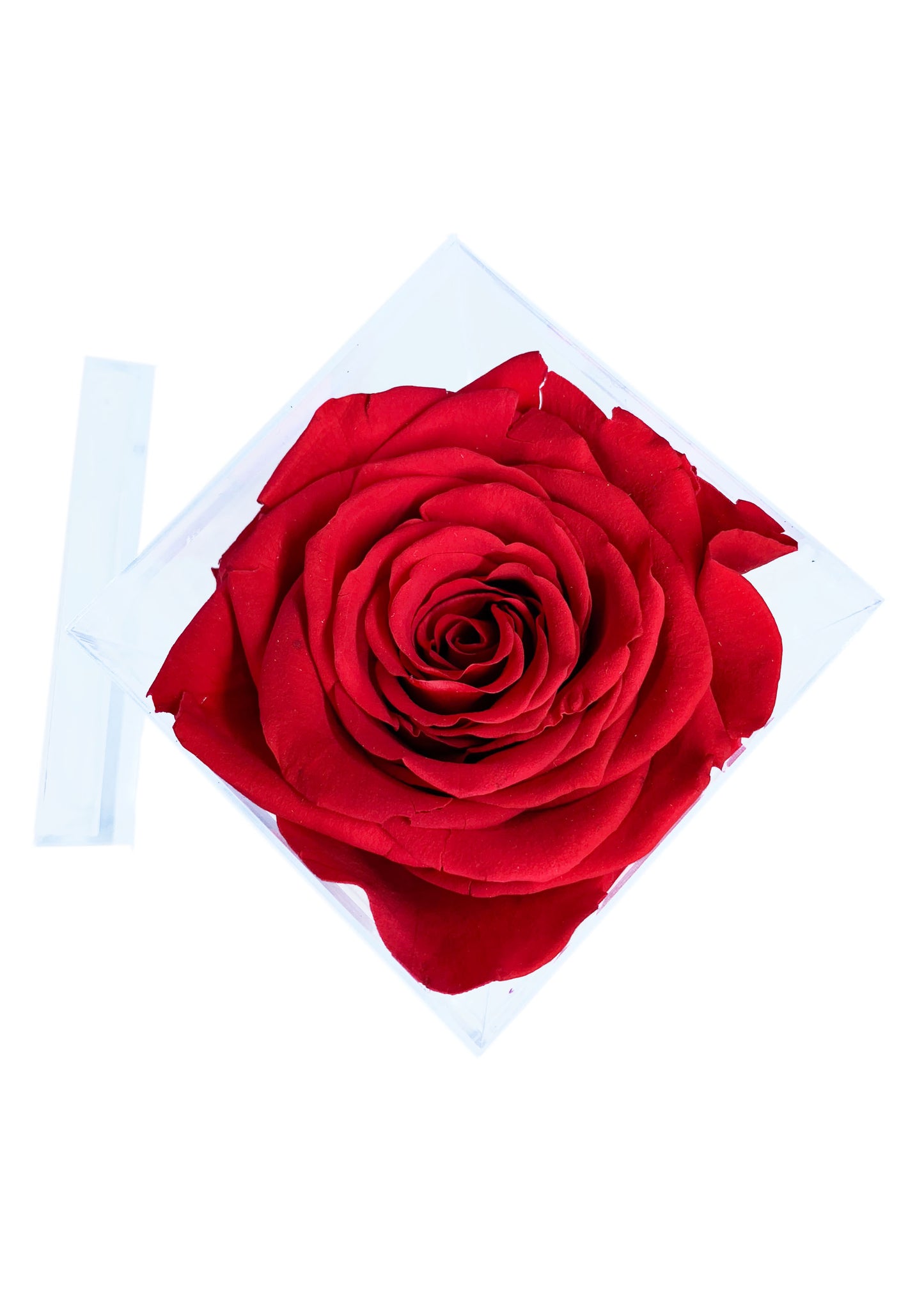 Tall Cube - Single Preserved Rose - forever roses store 