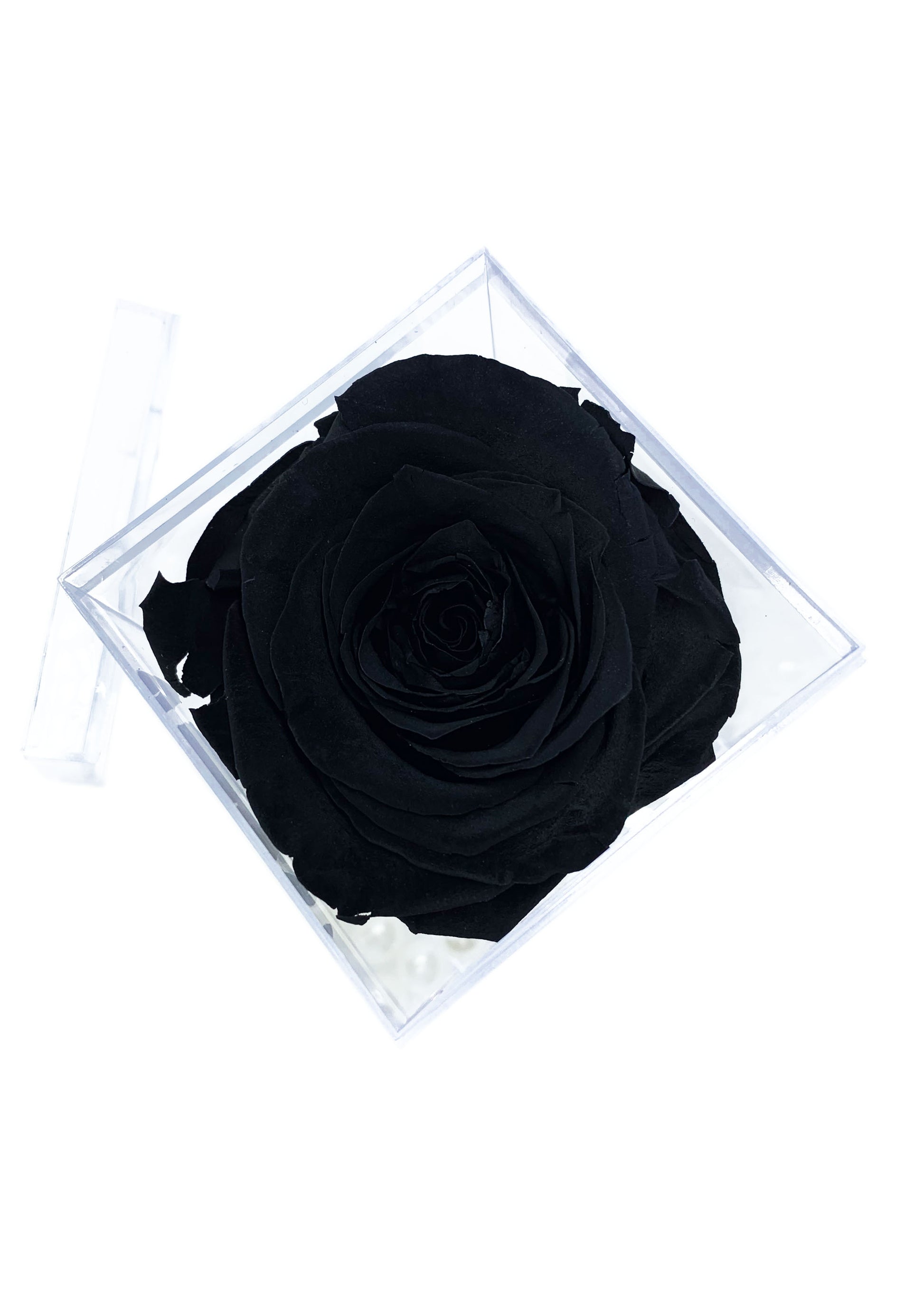 Tall Cube - Single Preserved Rose - forever roses store 