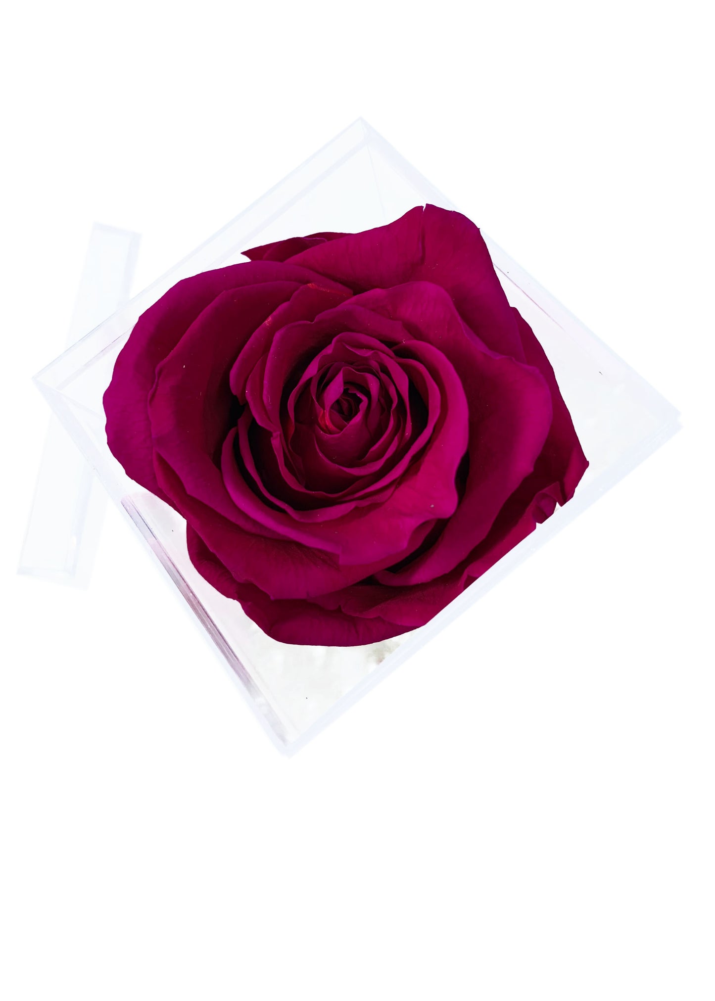 Tall Cube - Single Preserved Rose - forever roses store 