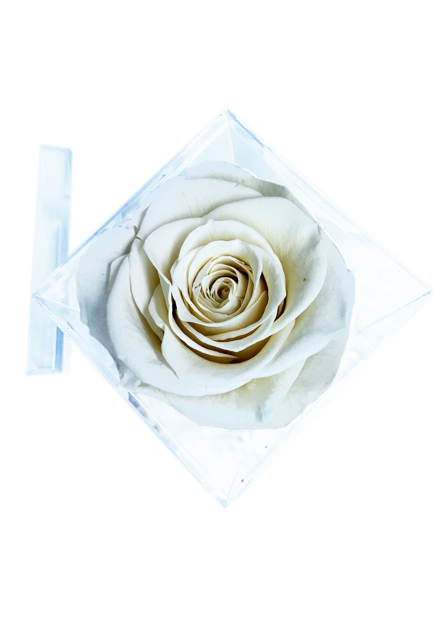 Tall Cube - Single Preserved Rose - forever roses store 