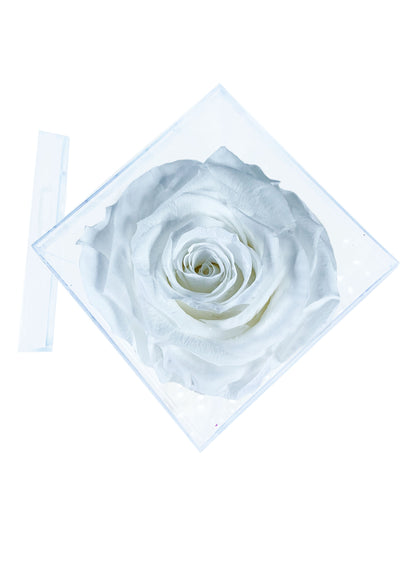 Tall Cube - Single Preserved Rose - forever roses store 